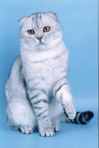 Раскраска Британская короткошерстная кошка